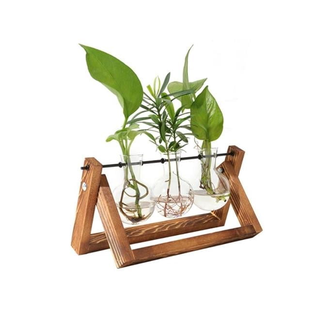 aglaonema black beauty Aglaonema Sumatra - TEG