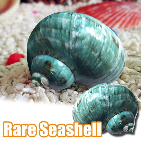 Desktop Ornament,Large Natural Conch Green Natural Rare Real Sea Conch Green Great For Beach Theme Home Decorations DIY Crafts Fish Tank Plant
