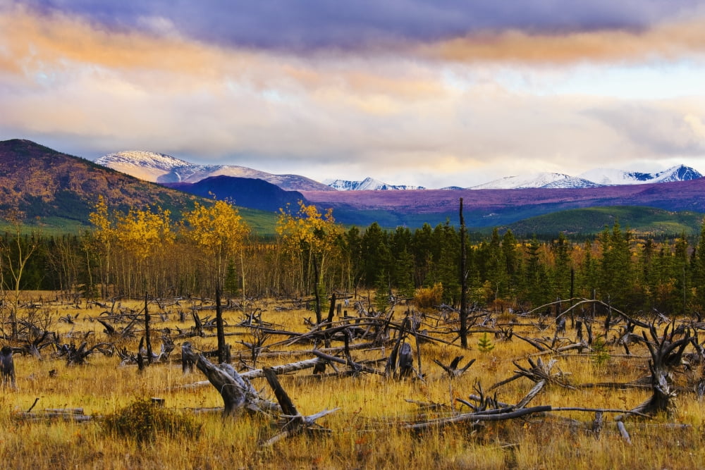 Destruction And Re-Growth After Forest Fire And Mountains Along Alaska Highway Yukon Canvas Art - Yves Marcoux Design Pics (17 x 11)