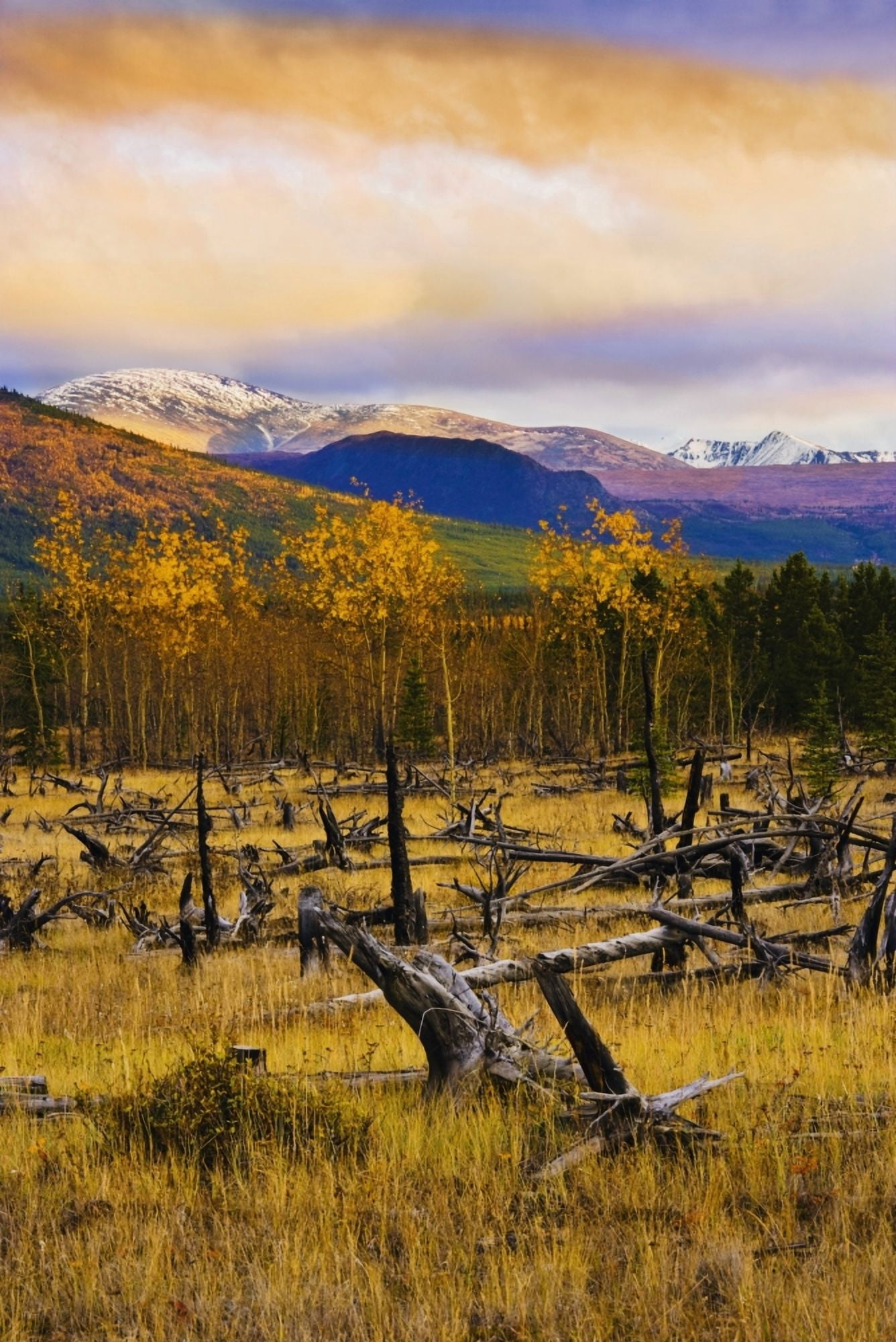 Destruction And Re-Growth After Forest Fire And Mountains Along Alaska Highway Yukon Canvas Art - Yves Marcoux  Design Pics (22 x 34)