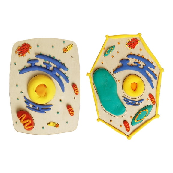 Detachable Biology Cell Structure Model Set Suitable for Classroom Demonstration Science Education Wood Assembly Set