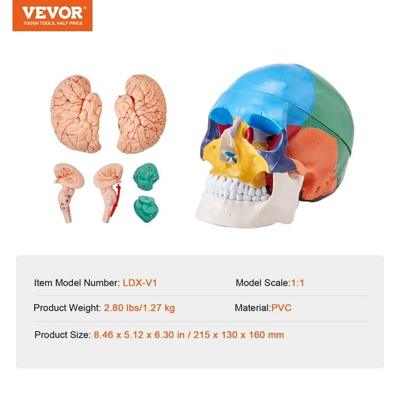 Detachable Human Skull Anatomy Model, 8-Part Brain & 3-Part Skull, Life-Size PVC Medical Teaching Tool