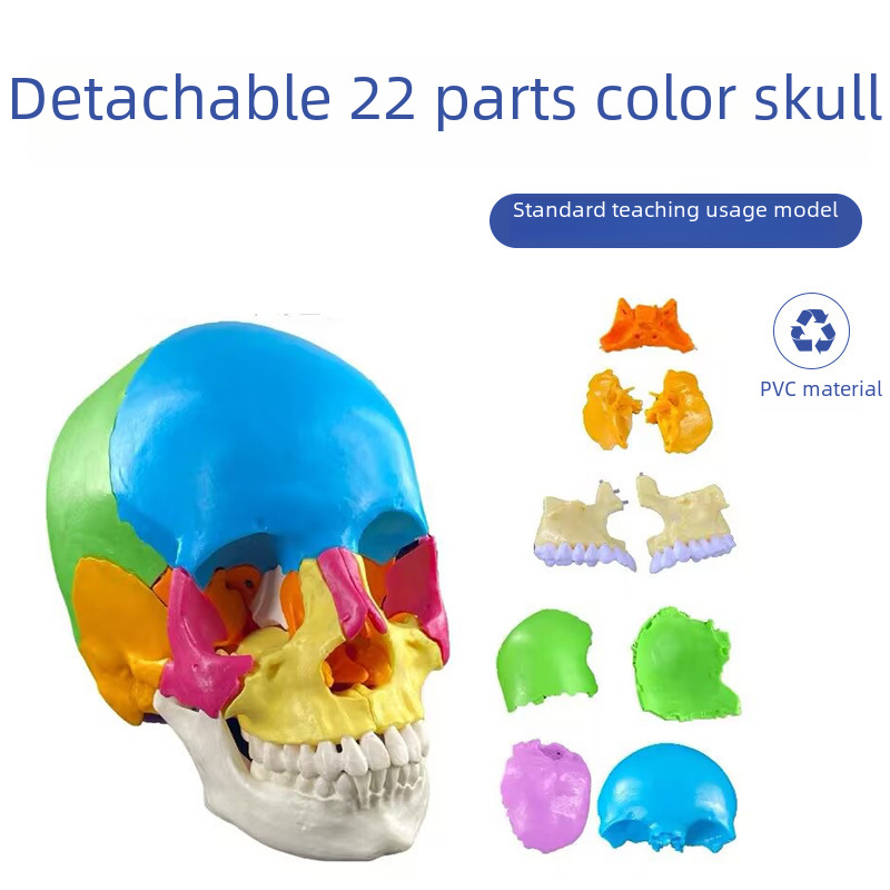 Detachable Oral Color 15 Parts Skull Model for Dental Clinic Teaching