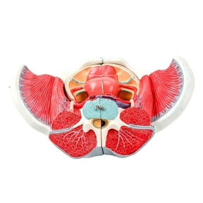 Detachable Removable Female Pelvis Model Anatomical Model For Anatomy Education Featuring Uterus And Vascular Structures