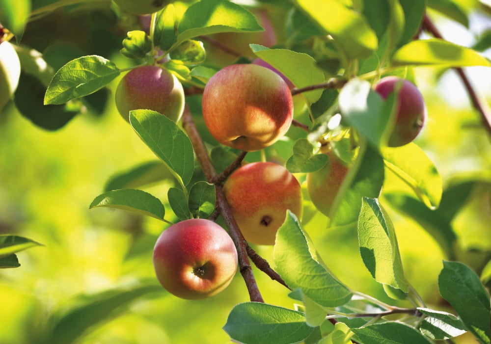 Detail Of Apple Tree Niagara Ontario Canada Canvas Art - Bruno Crescia Design Pics (18 x 12)