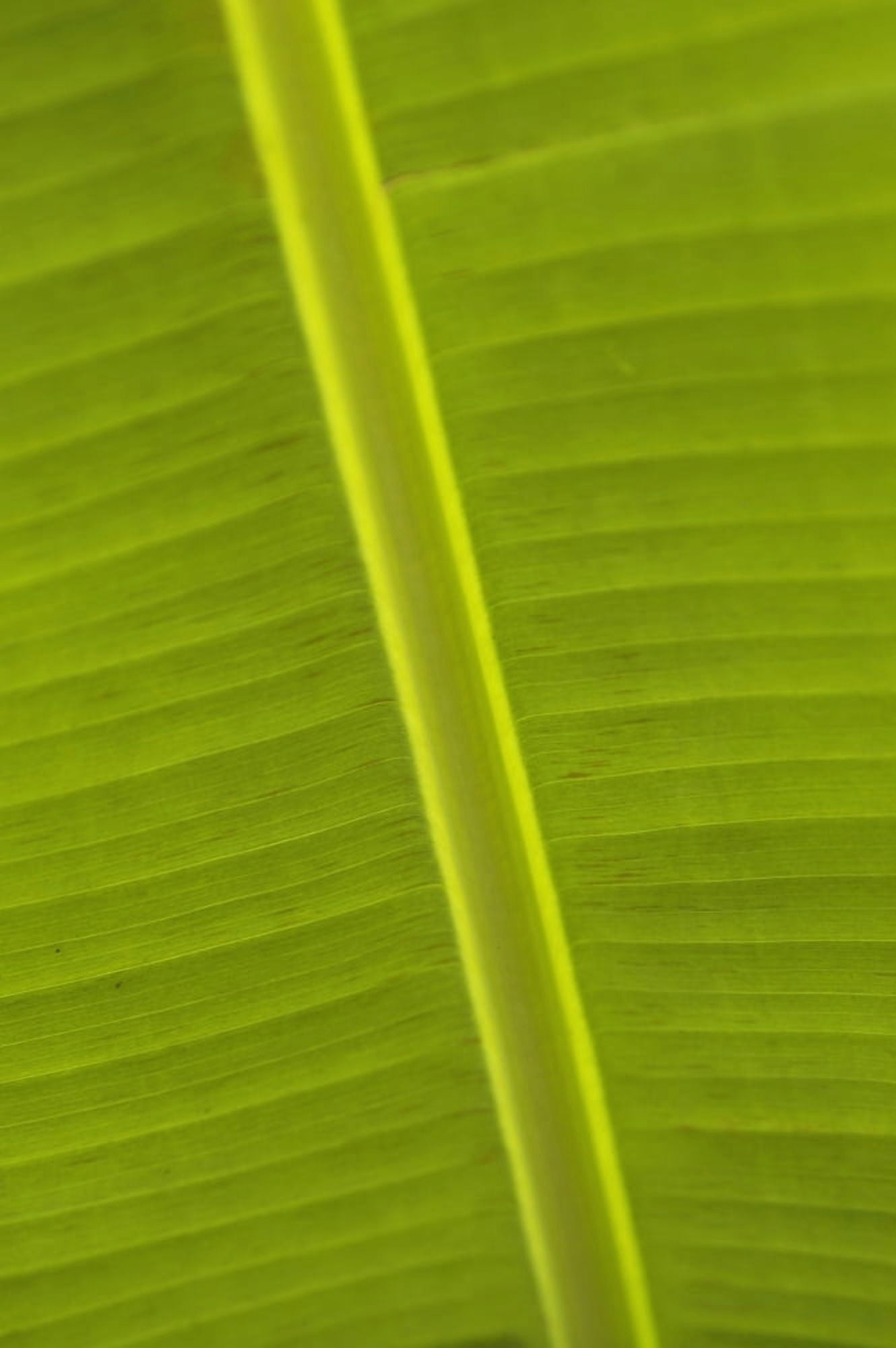 Detail Of Banana Leaf Blue Mountains Jamaica Canvas Art - Ian Cumming Design Pics (12 x 19)