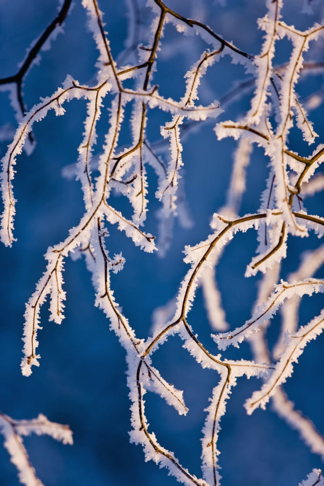 Detail Of Birch Trees Covered With Hoarfrost Winter Russian Jack Park Anchorage Alaska Canvas Art - Kevin Smith Design Pics (24 x 38)