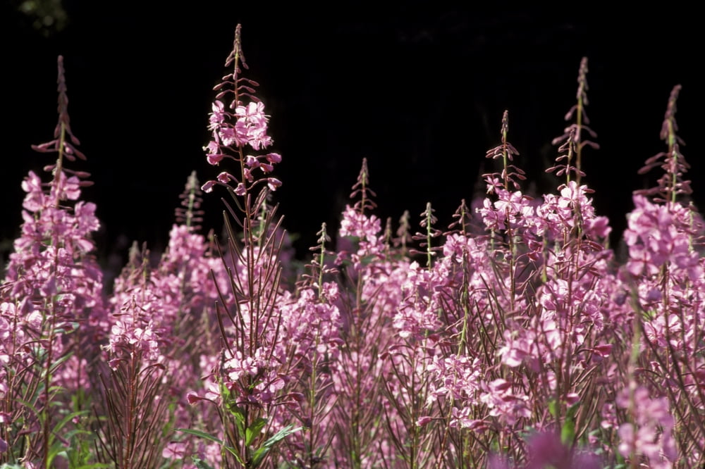 Detail Of Fireweed In Bloom Alaska Summer Canvas Art - Jeff Schultz Design Pics (17 x 11)