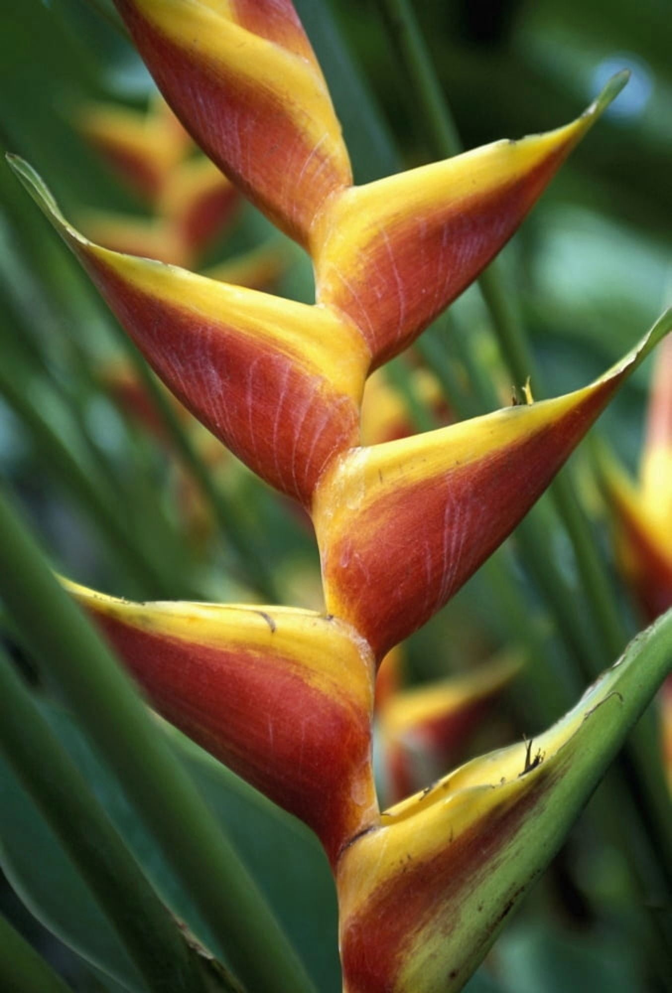 Detail Of Flower From Garden Of The Sleeping Giant Close Up Canvas Art - Chris Parker Design Pics (22 x 34)