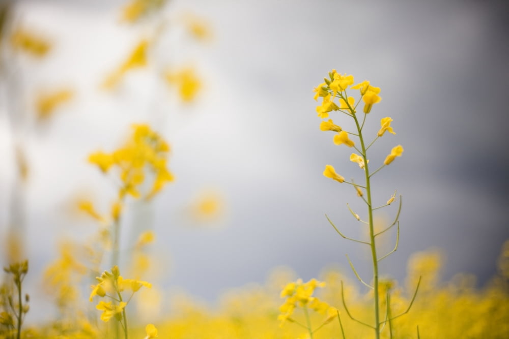Detail Of Flowering Canola Rocky Mountain House Alberta Canada Canvas Art - Katy Huisman Design Pics (17 x 11)