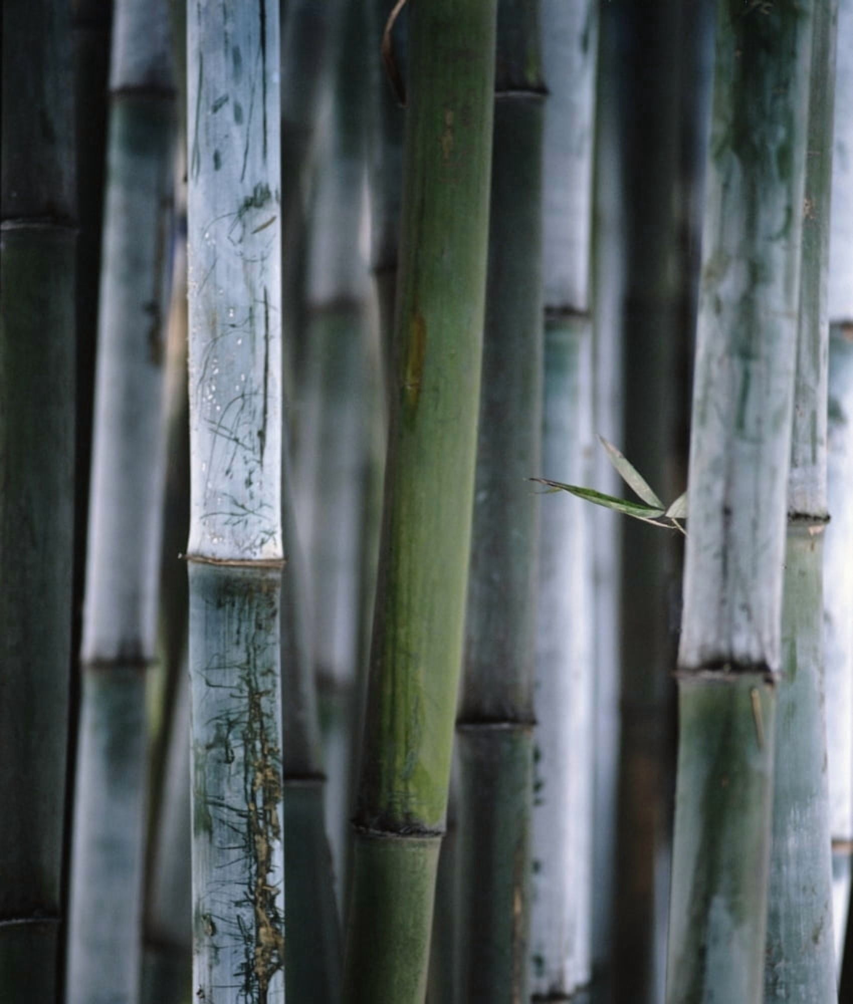 Detail Of Green Bamboo In Bamboo Park Chengdu Sichuan Canvas Art - Ian Cumming Design Pics (13 x 15)