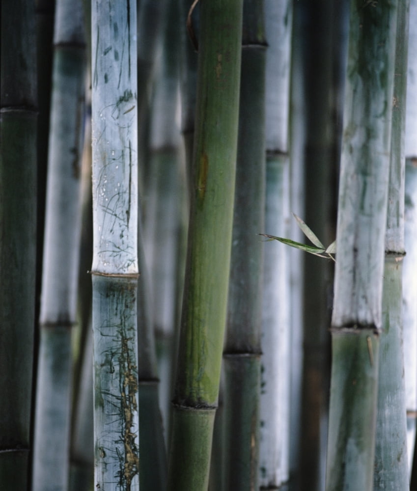 Detail Of Green Bamboo In Bamboo Park Chengdu Sichuan Canvas Art - Ian Cumming Design Pics (26 x 30)
