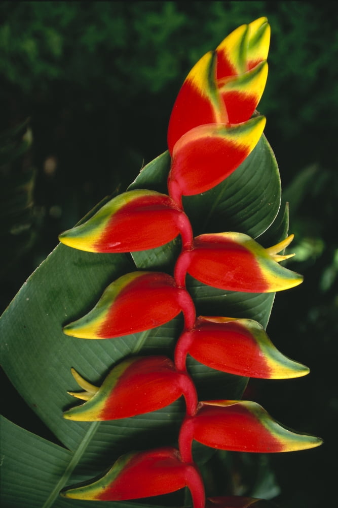 Detail Of Hanging Heliconia Against Leaf Bright Contrasting Colors Canvas Art - Bill Schildge Design Pics (12 x 19)