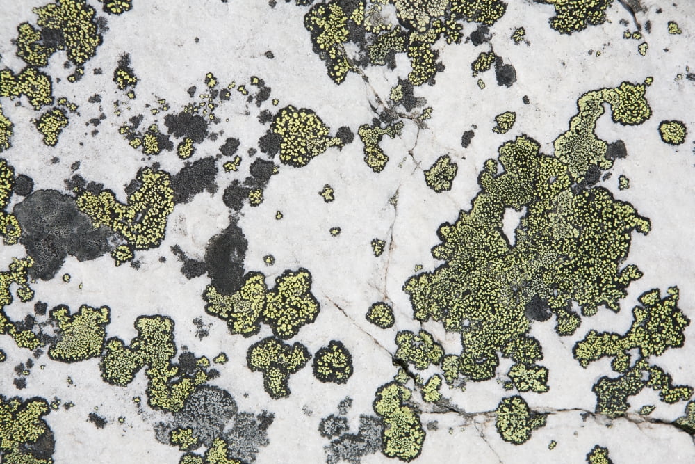 Detail Of Lichen On A White Rock Lake Louise Alberta Canada Canvas Art - Michael Interisano Design Pics (19 x 12)