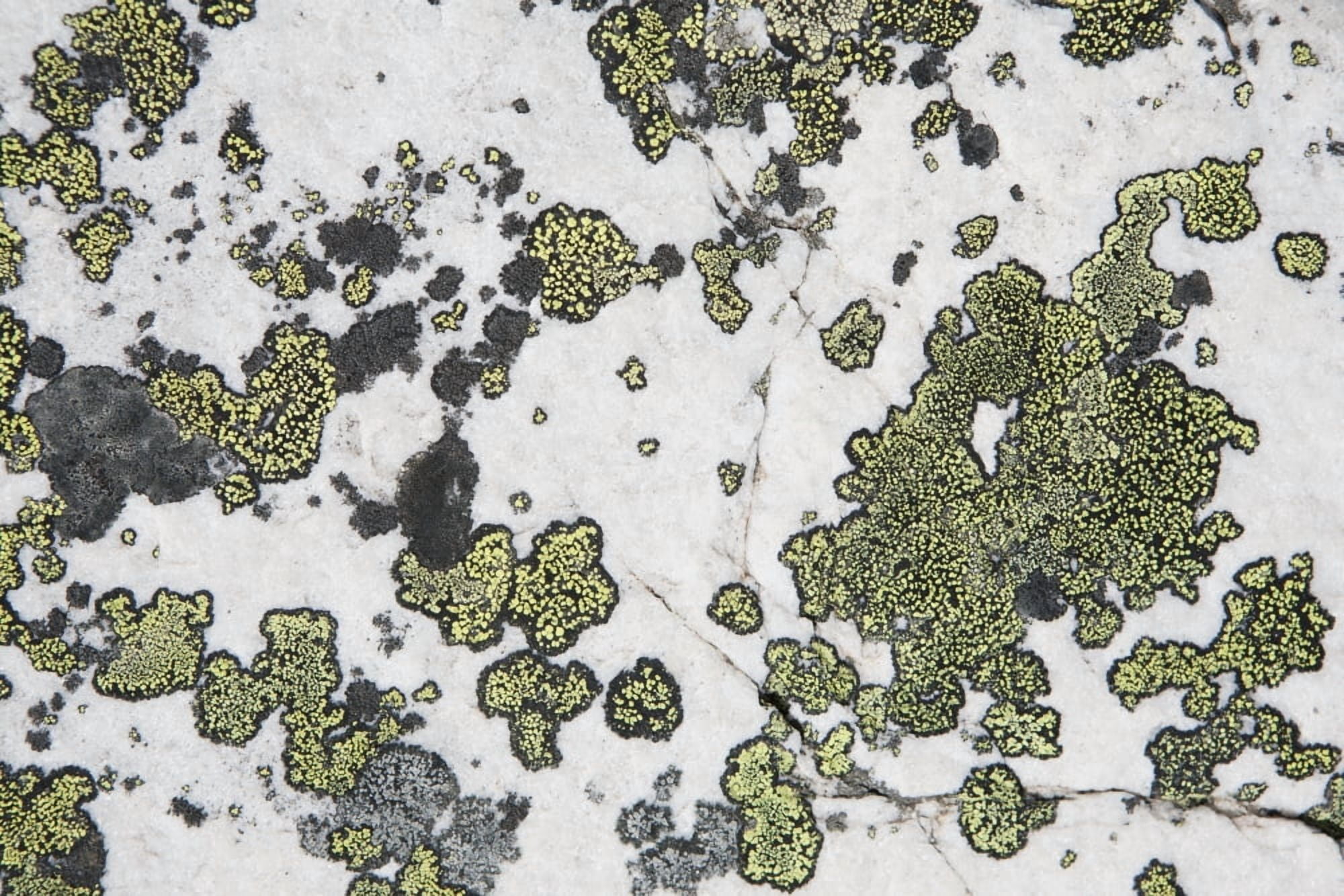 Detail Of Lichen On A White Rock Lake Louise Alberta Canada Canvas Art - Michael Interisano Design Pics (38 x 24)