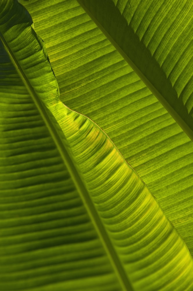 Detail Of Palm Tree Barbados Canvas Art - Ian Cumming Design Pics (12 x 19)