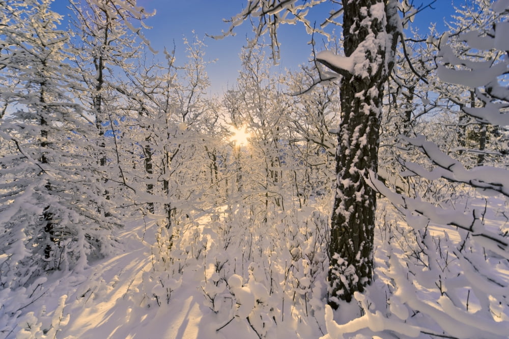 Detail Of Snow Covered Cotttonwoods During Winter In Artic Valley Alaska Canvas Art - Kevin Smith Design Pics (17 x 11)