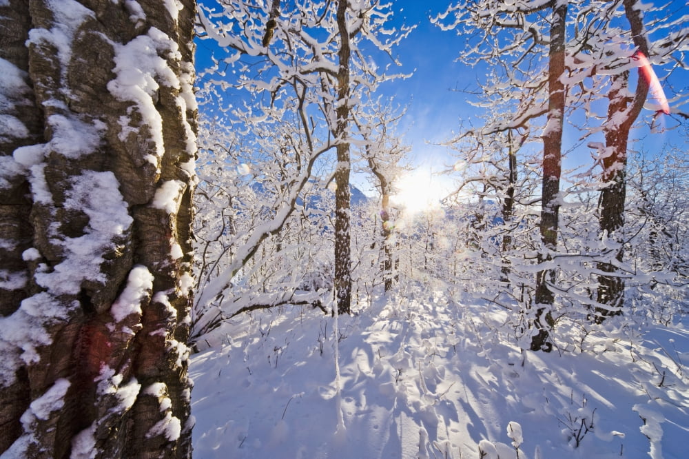 Detail Of Snow Covered Cotttonwoods During Winter In Artic Valley Alaska Canvas Art - Kevin Smith Design Pics (38 x 24)