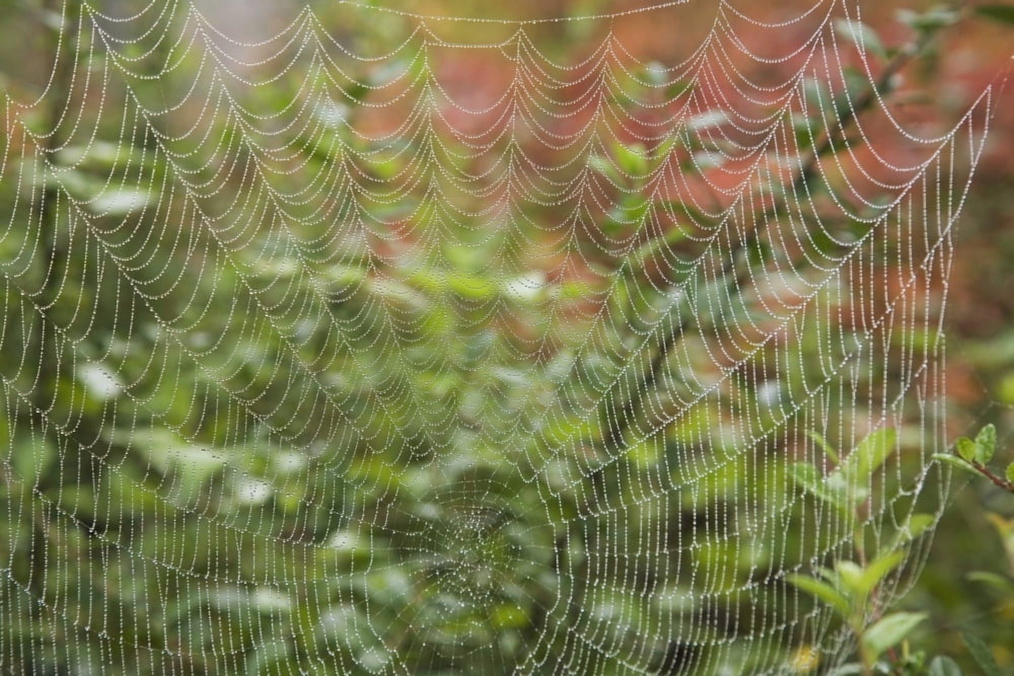 Detail Of Spider Web Canvas Art - Craig Tuttle Design Pics (19 x 12)