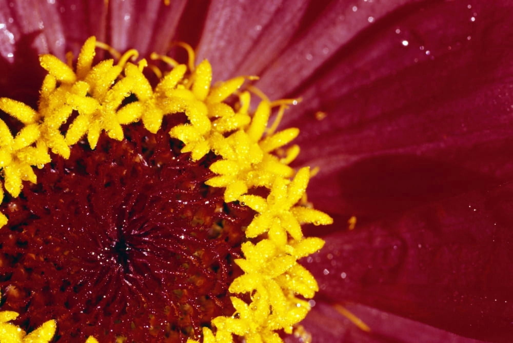 Detail Of The Inside Of A Flower Canvas Art - Natural Selection Craig Tuttle Design Pics (18 x 12)