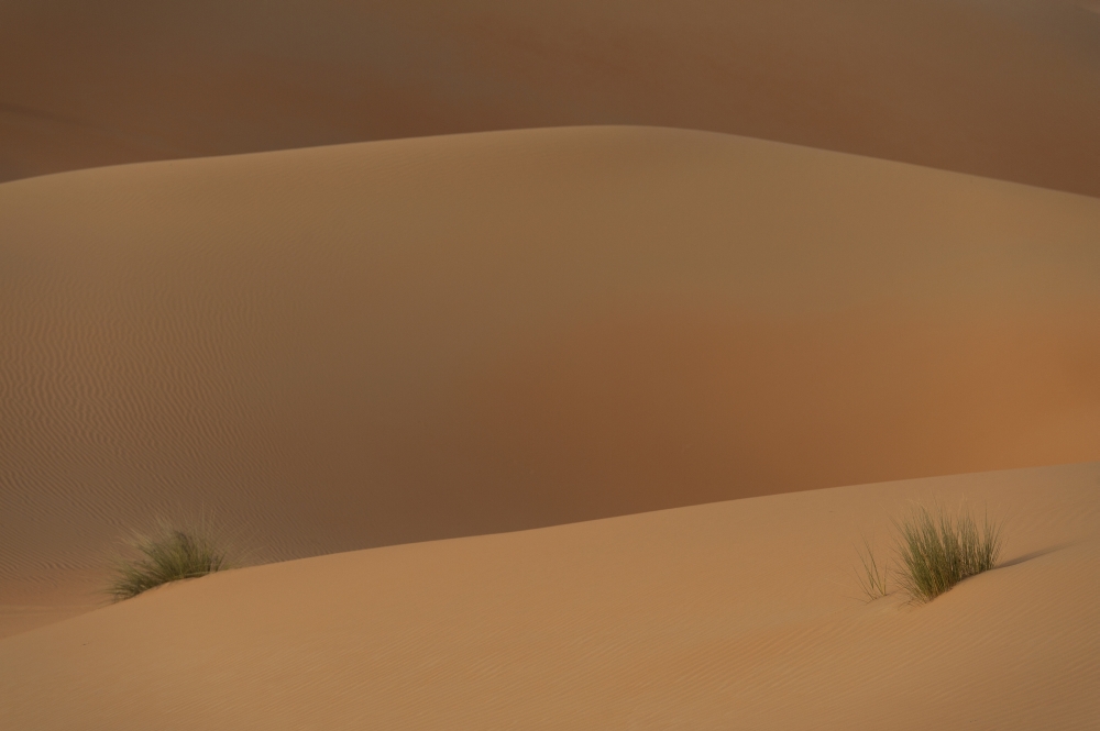 Detail Of Tufts Of Grass In Sand Dunes At DuskLiwa Abu Dhabi Uae Canvas Art - Ian Cumming Design Pics (19 x 12)