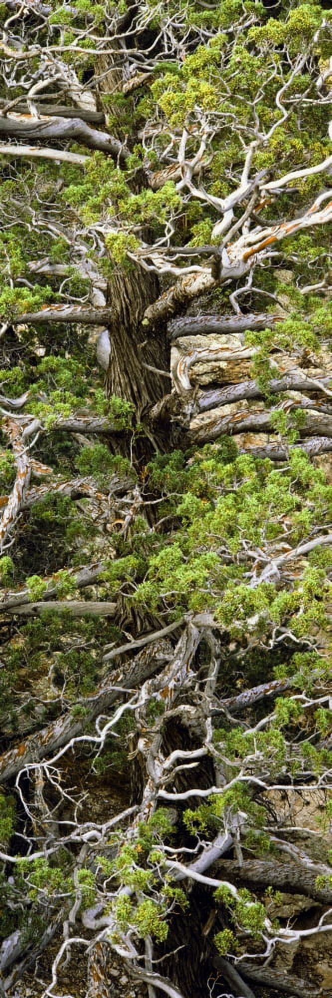 Detail of Arizona Cypress Massai Point Nature Trail Chiricahua National Monument Arizona USA Canvas Art - Panoramic Images (27 x 9)