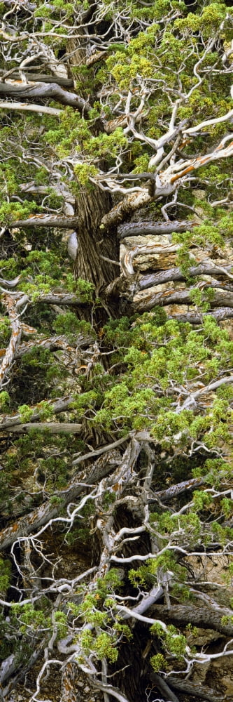 Detail of Arizona Cypress Massai Point Nature Trail Chiricahua National Monument Arizona USA Canvas Art - Panoramic Images (36 x 12)