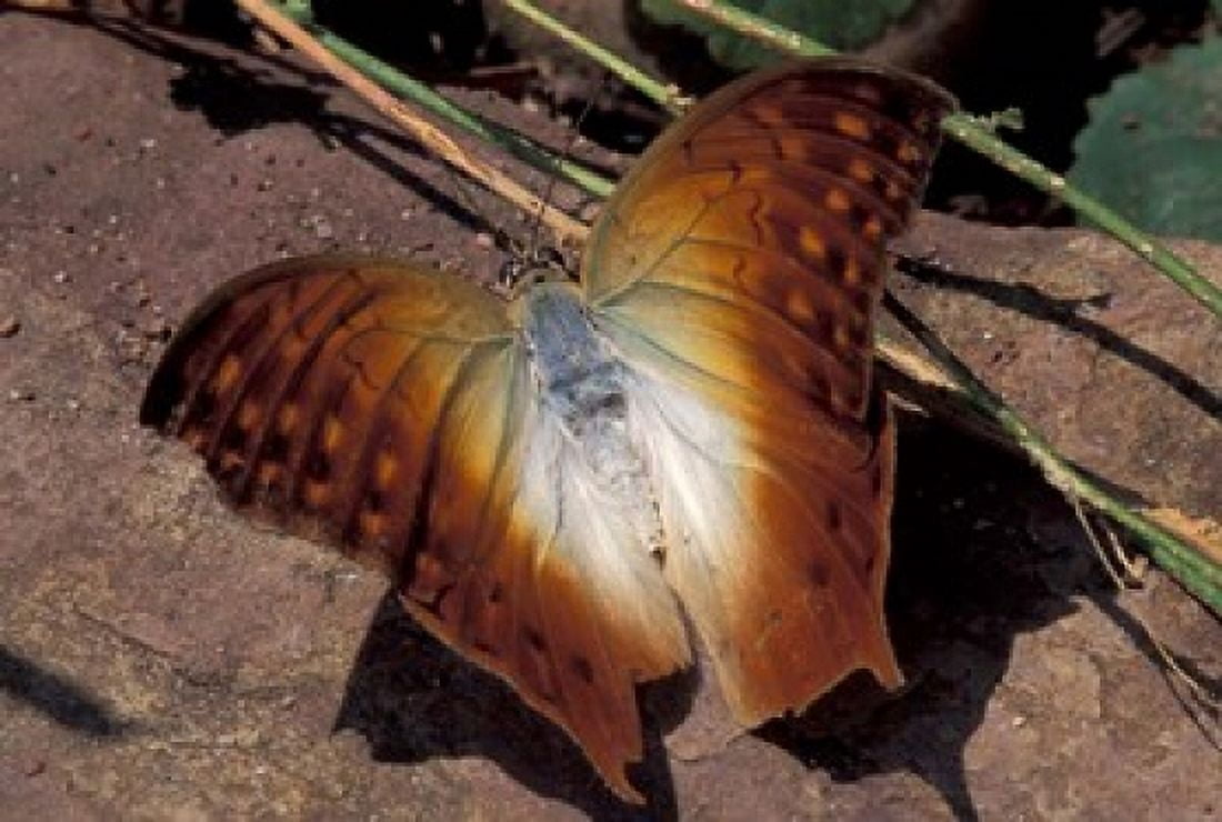 Detail of Butterfly Wings Gombe National Park Tanzania Canvas Art - Kristin Mosher DanitaDelimont (35 x 24)