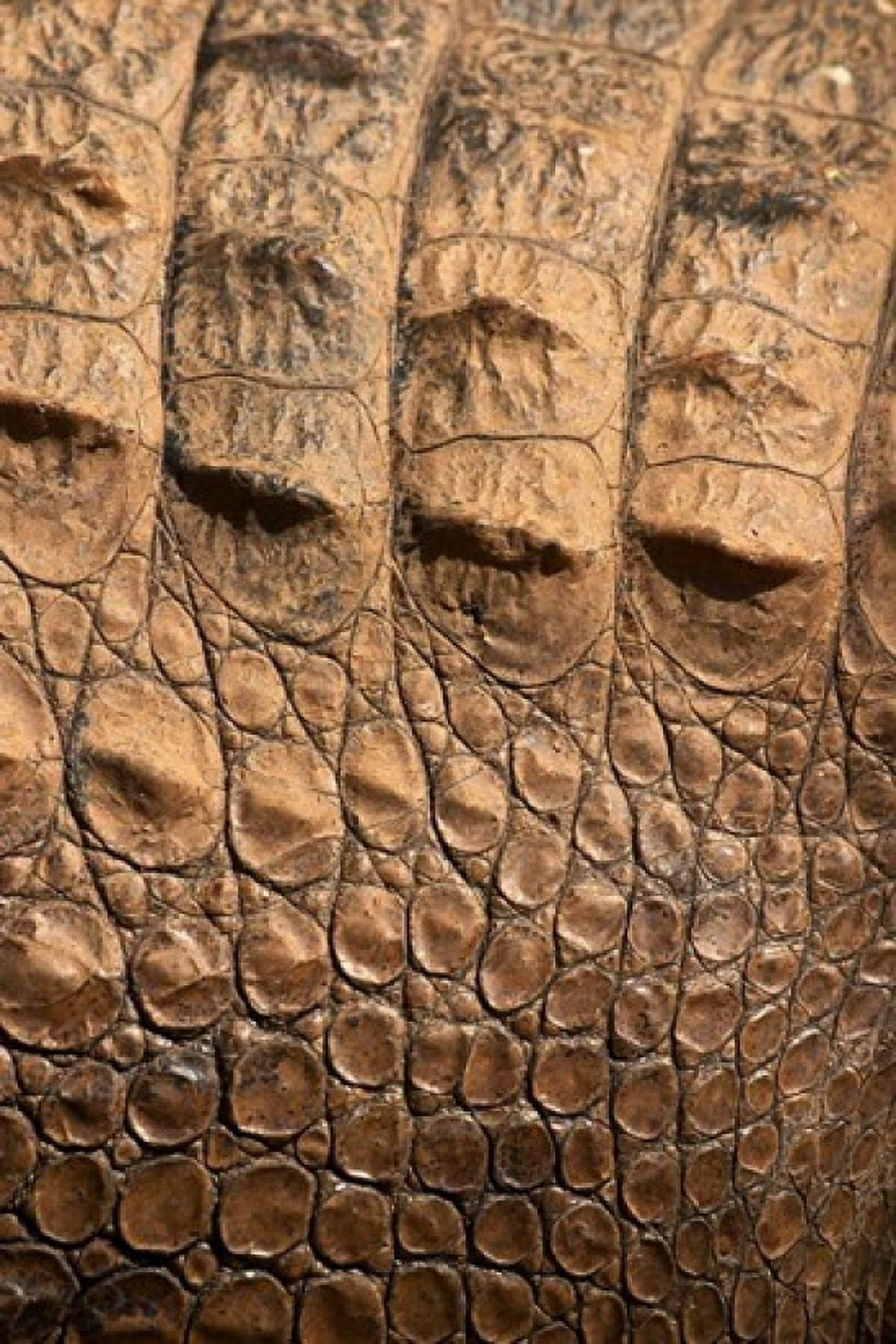 Detail of Crocodile Skin Australia Canvas Art - David Wall DanitaDelimont (17 x 26)