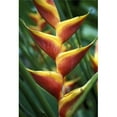 thumbnail image 1 of Detail of Flower From Garden of The Sleeping Giant, Close Up Poster Print, 22 x 34 - Large, 1 of 1