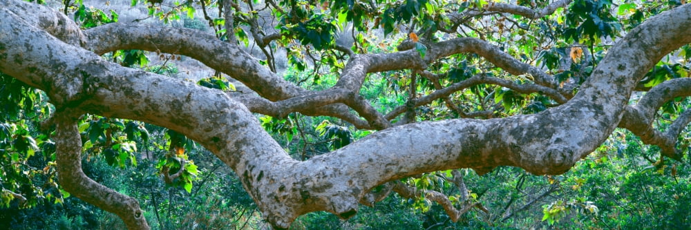 Detail of Sycamore tree in a forest Point Mugu State Park California USA Canvas Art - Panoramic Images (12 x 36)