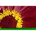 thumbnail image 1 of Detail of The Inside of A Flower Poster Print by Natural Selection Craig Tuttle, 36 x 24 - Large, 1 of 1
