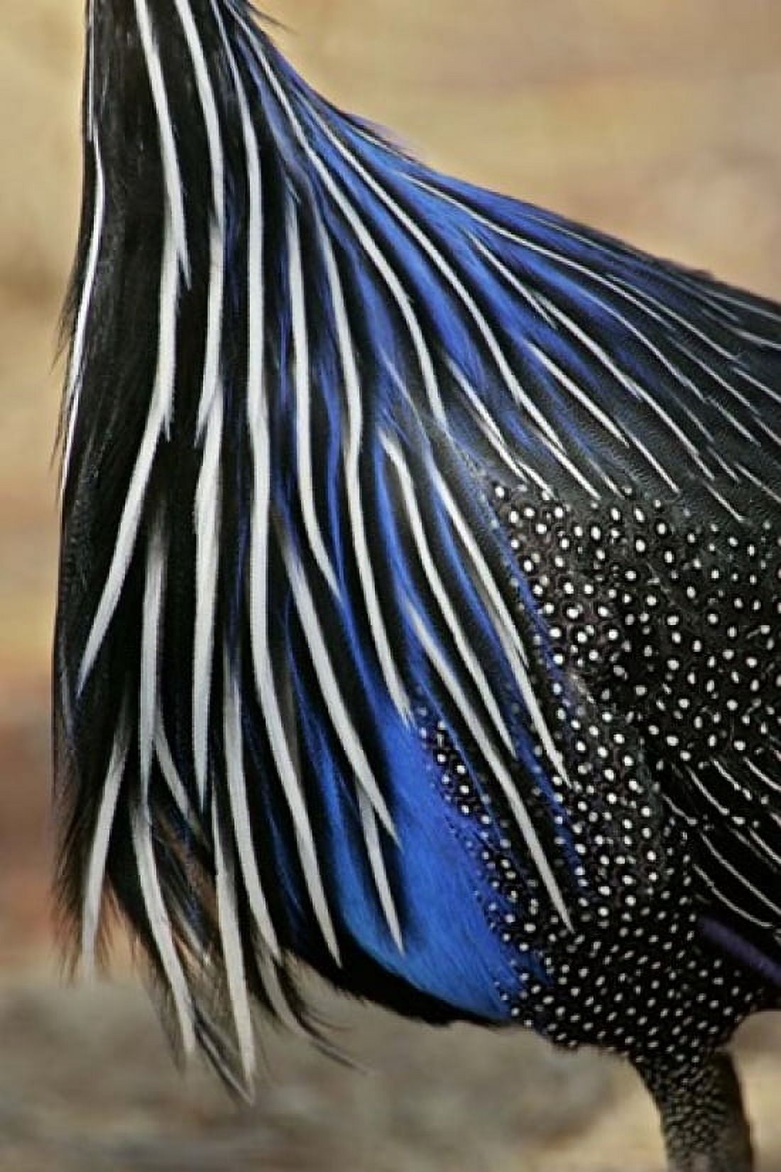 Detail of Vulturine Guineafowl Breast Feathers Samburu National Reserve Kenya Canvas Art - Jaynes Gallery DanitaDelimont (16 x 24)