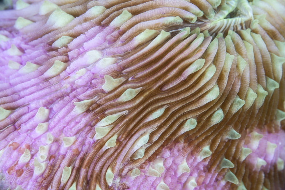 Detail of a beautiful mushroom coral on a reef in Indonesia Canvas Art - Ethan DanielsStocktrek Images (34 x 23)