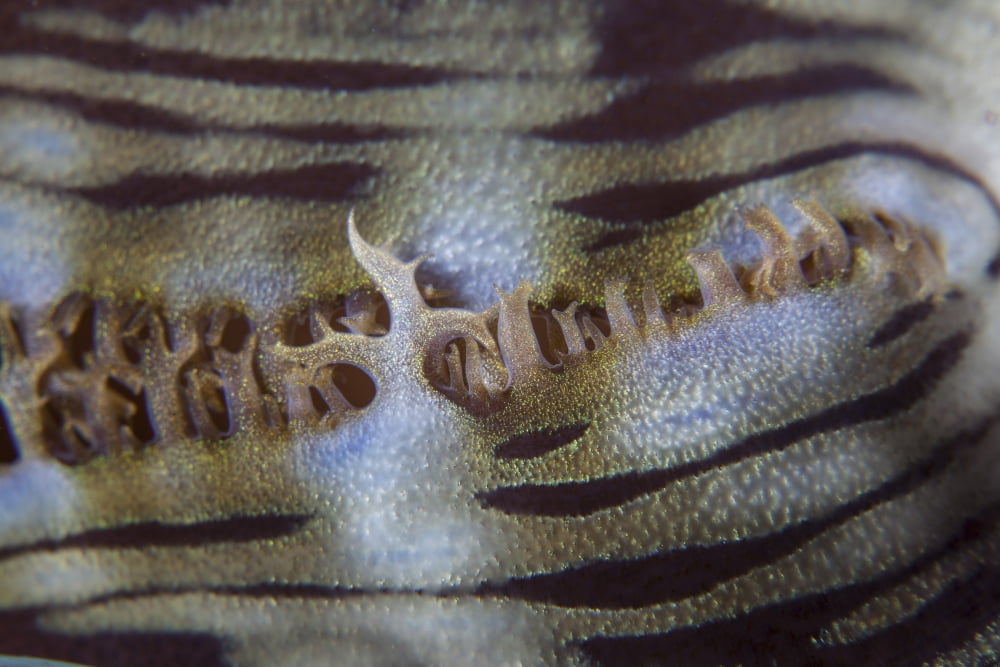 Detail of a giant clam growing on a reef in Indonesia Canvas Art - Ethan DanielsStocktrek Images (17 x 12)