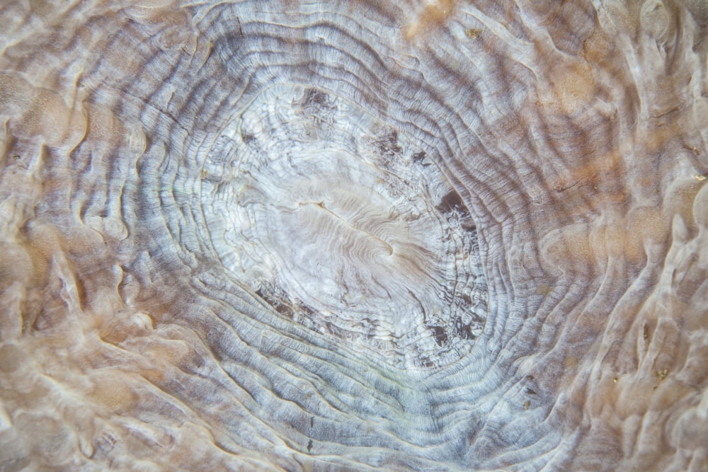 Detail of a large coral polyp in Komodo National Park Indonesia Canvas Art - Ethan DanielsStocktrek Images (17 x 12)