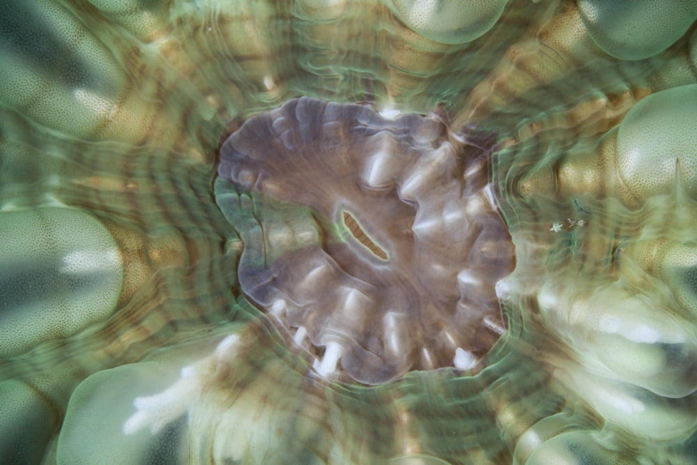 Detail of a large coral polyp in Komodo National Park Indonesia Canvas Art - Ethan DanielsStocktrek Images (34 x 23)