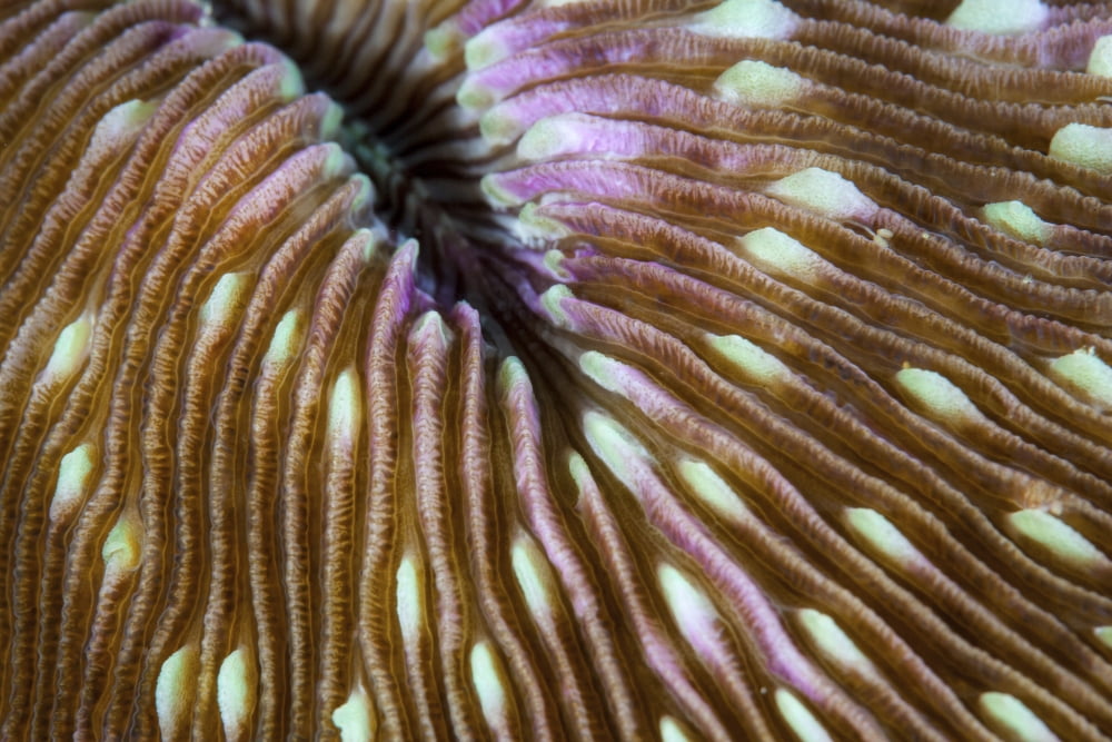 Detail of a mushroom coral growing on a reef in Indonesia Canvas Art - Ethan DanielsStocktrek Images (17 x 12)