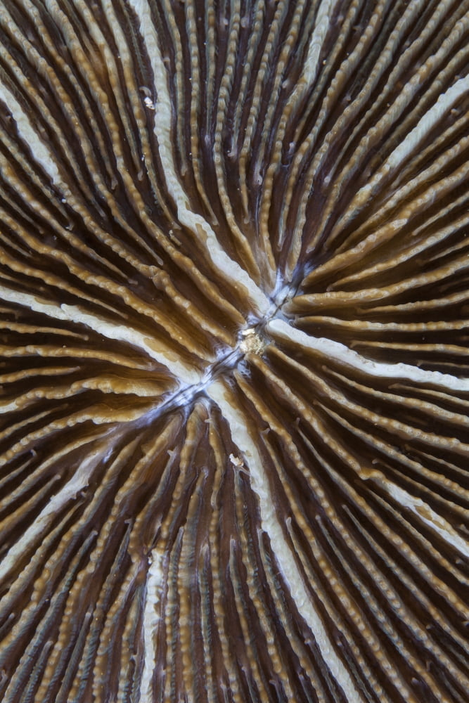 Detail of a mushroom coral on a reef in Indonesia Canvas Art - Ethan DanielsStocktrek Images (12 x 17)