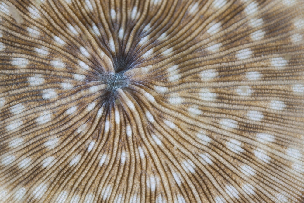 Detail of a mushroom coral on a reef in Indonesia Canvas Art - Ethan DanielsStocktrek Images (34 x 23)