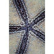 Detail of a pin cushion sea star in Wakatobi National Park, Indonesia. Poster Print by Ethan Daniels/Stocktrek Images (23 x 34)