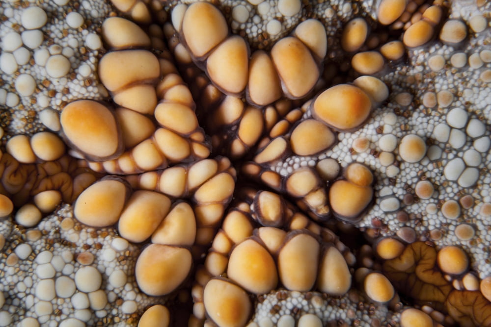 Detail of a pin cushion starfish on a reef in Indonesia Canvas Art - Ethan DanielsStocktrek Images (17 x 12)