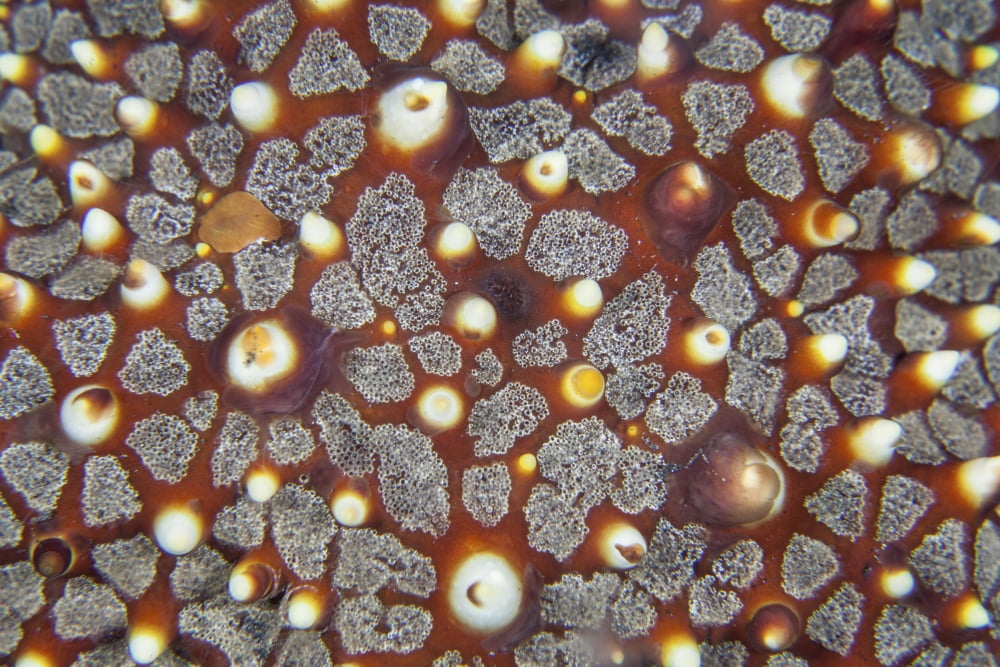 Detail of a sea star on a reef in Lembeh Strait Indonesia Canvas Art - Ethan DanielsStocktrek Images (34 x 23)