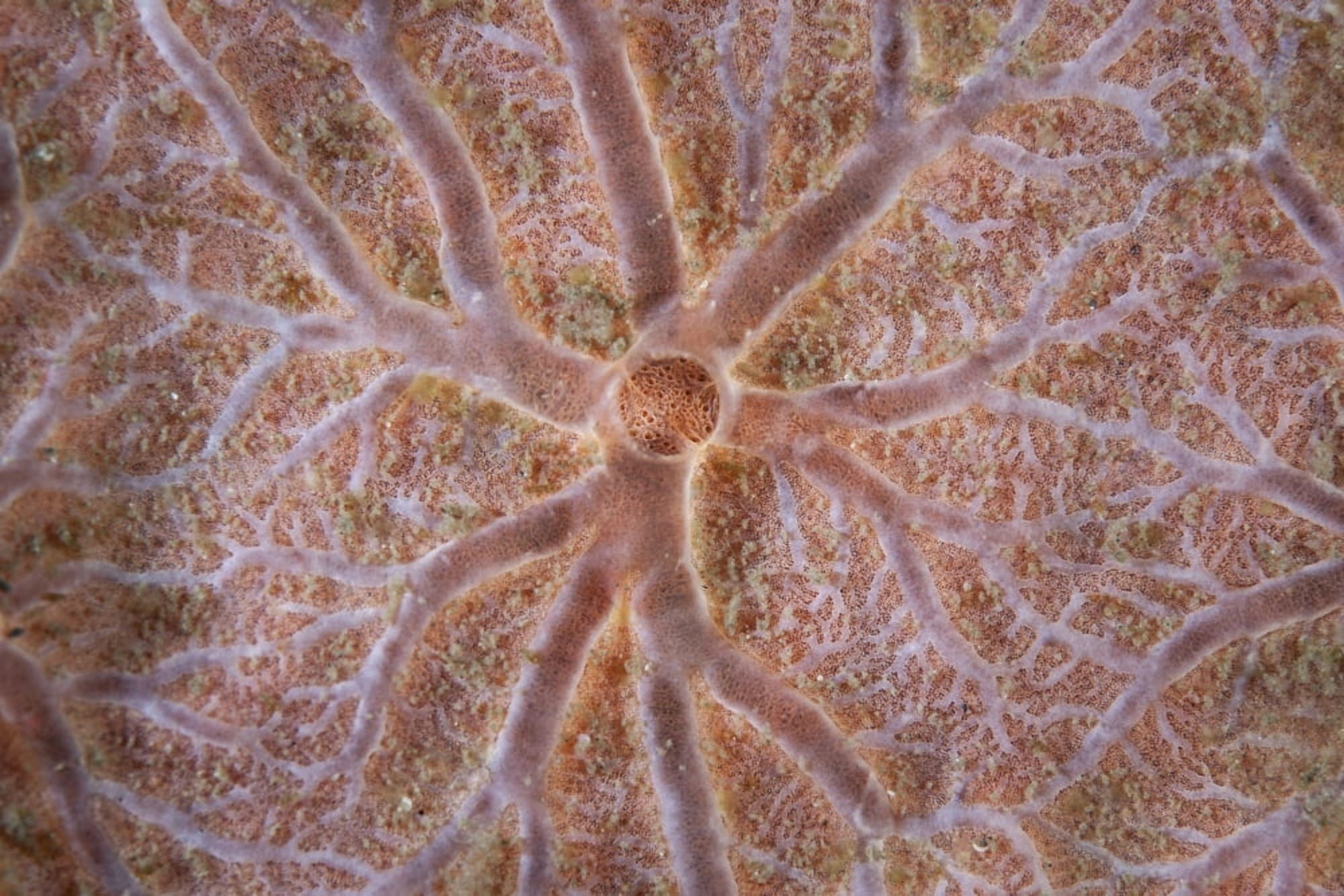 Detail of an encrusting sponge growing on a reef in Indonesia Canvas Art - Ethan DanielsStocktrek Images (17 x 12)