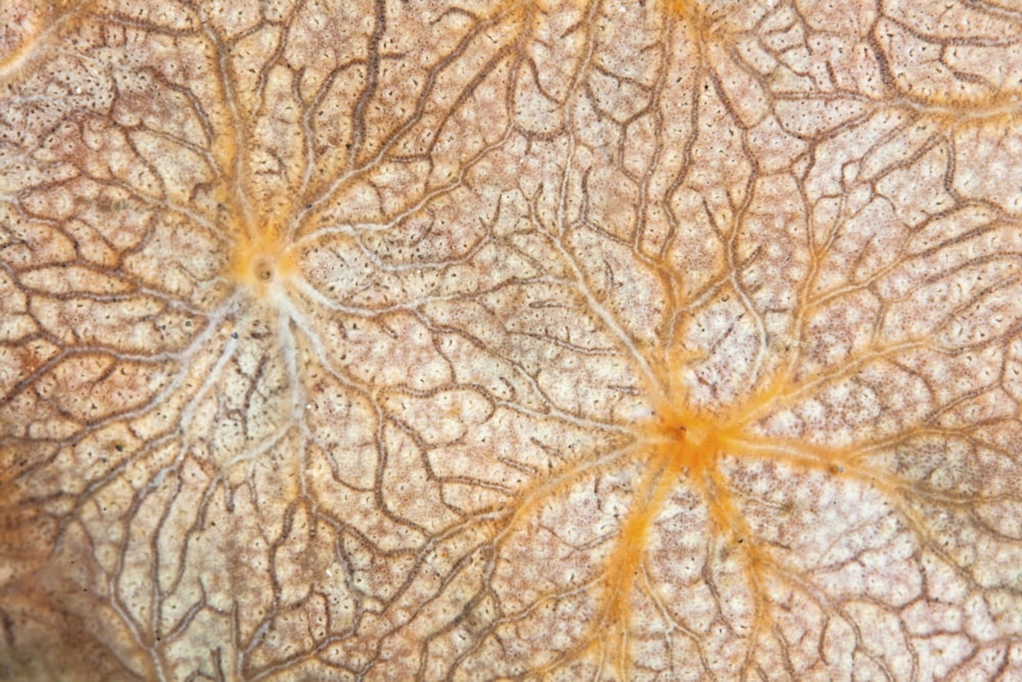 Detail of an encrusting sponge growing on a reef in Indonesia Canvas Art - Ethan DanielsStocktrek Images (34 x 23)