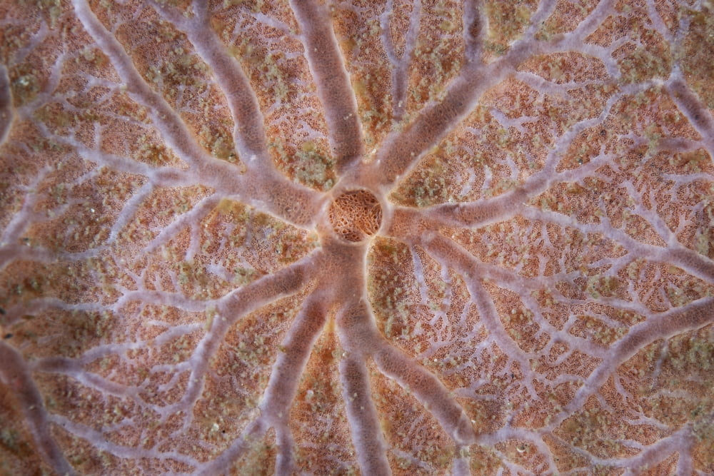 Detail of an encrusting sponge growing on a reef in Indonesia Canvas Art - Ethan DanielsStocktrek Images (34 x 23)