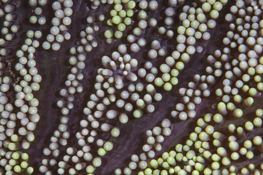 Detail of an unidentified anemone growing on a reef Canvas Art - Ethan DanielsStocktrek Images (34 x 23)