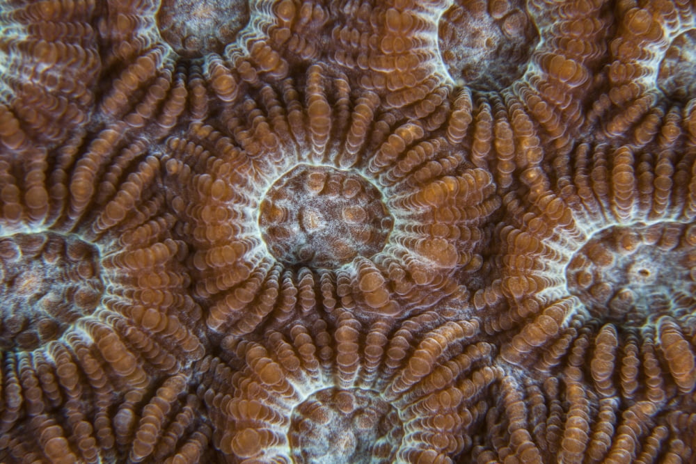 Detail of coral polyps growing on a reef in Indonesia Canvas Art - Ethan DanielsStocktrek Images (17 x 12)