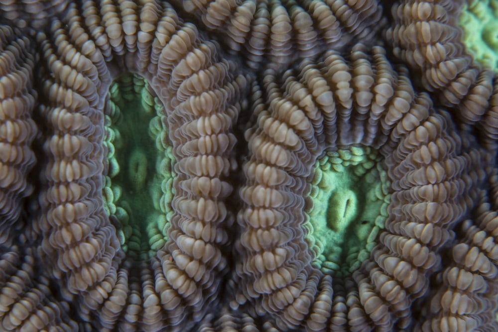Detail of coral polyps on a reef in Lembeh Strait Canvas Art - Ethan DanielsStocktrek Images (17 x 12)