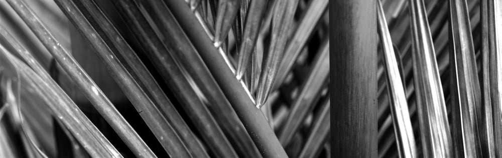 Detail of palm leaves Hawaii Islands Hawaii USA Canvas Art - Panoramic Images (12 x 36)